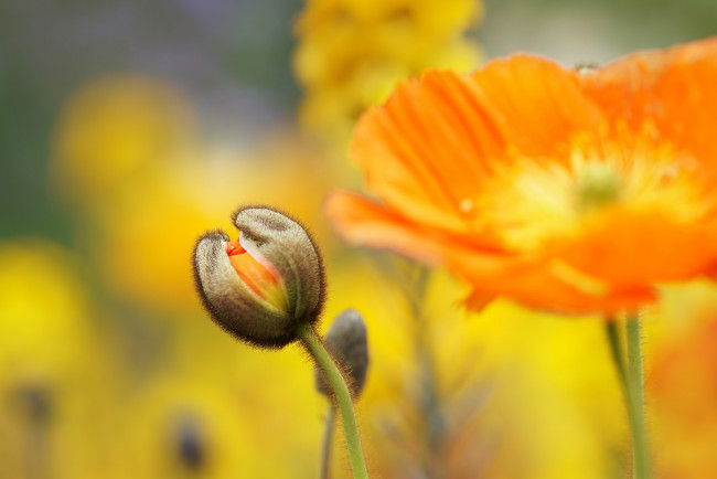 Обои картинки фото цветы, маки, мак, цветок, цветение, цвет, лето