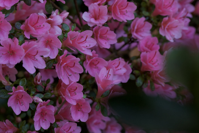 Обои картинки фото цветы, рододендроны , азалии, азалия, листья, ветка