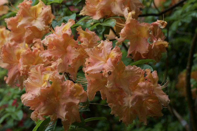 Обои картинки фото цветы, рододендроны , азалии, азалия, ветка, листья