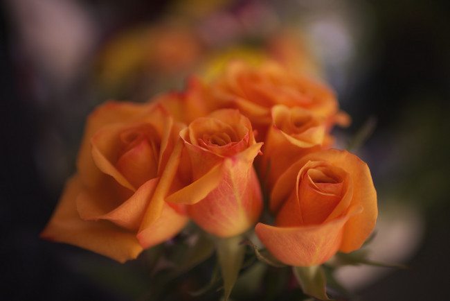 Обои картинки фото цветы, розы, лепестки, розовая, бутон, роза, цветение