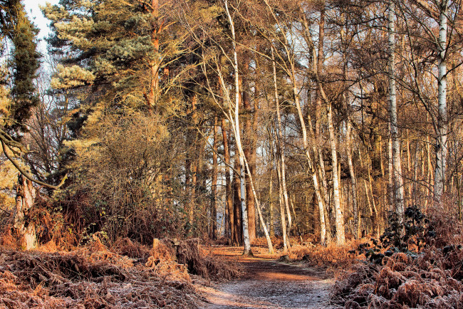 Обои картинки фото природа, лес, простор