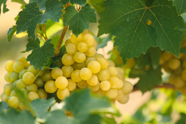 Обои картинки фото природа, Ягоды,  виноград, куст, виноград, кисти, листья