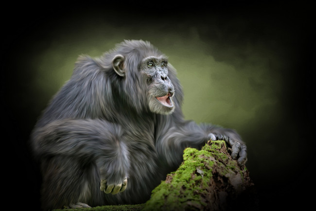 Обои картинки фото разное, компьютерный дизайн, анфас