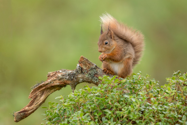 Обои картинки фото животные, белки, белка