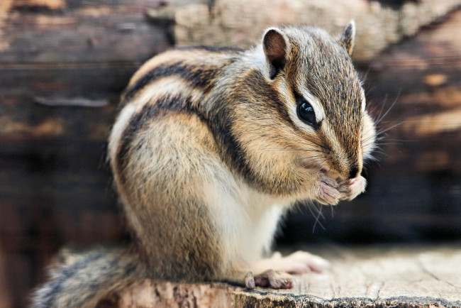 Обои картинки фото животные, бурундуки, полосатый