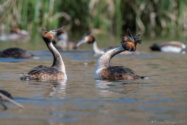 Обои картинки фото животные, Чомги , поганки, поганка, вода, пара, чемга