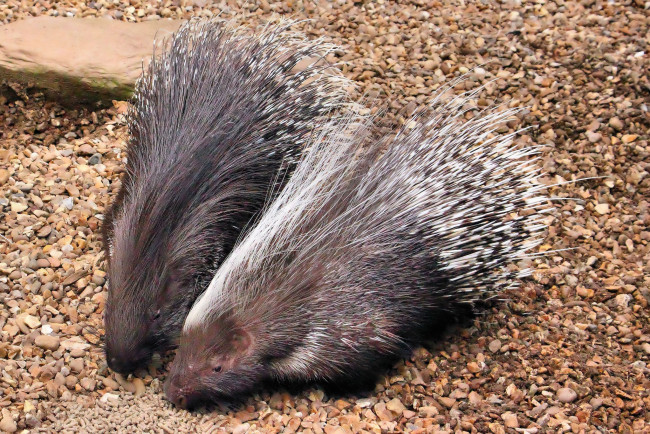 Обои картинки фото животные, дикобразы, иглы, колючки
