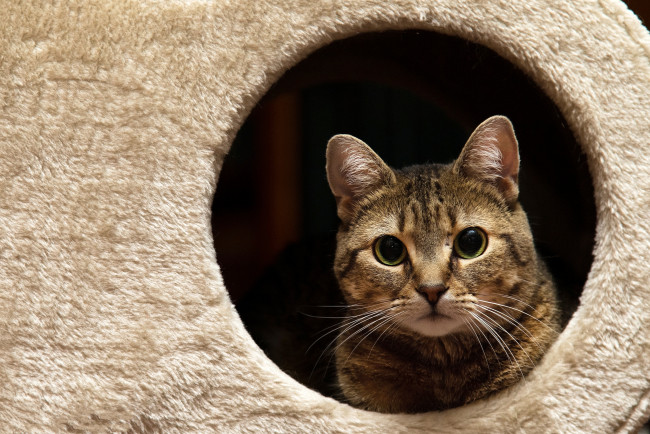 Обои картинки фото животные, коты, киса