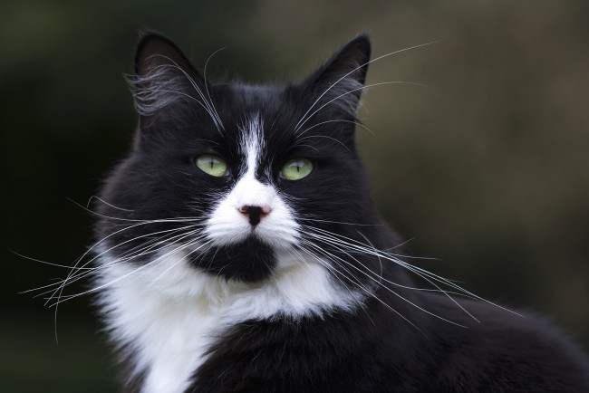 Обои картинки фото животные, коты, киса