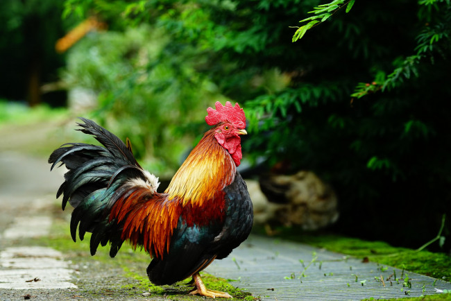 Обои картинки фото животные, куры,  петухи, перья, петушок, окрас, птица