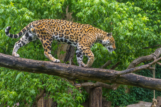 Обои картинки фото животные, леопарды, хищник