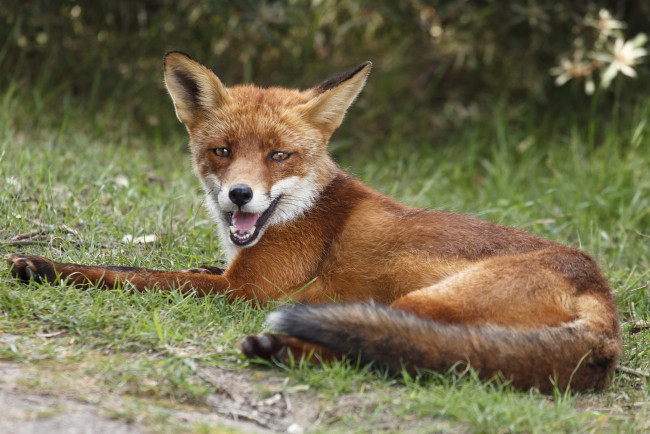 Обои картинки фото животные, лисы, лисичка