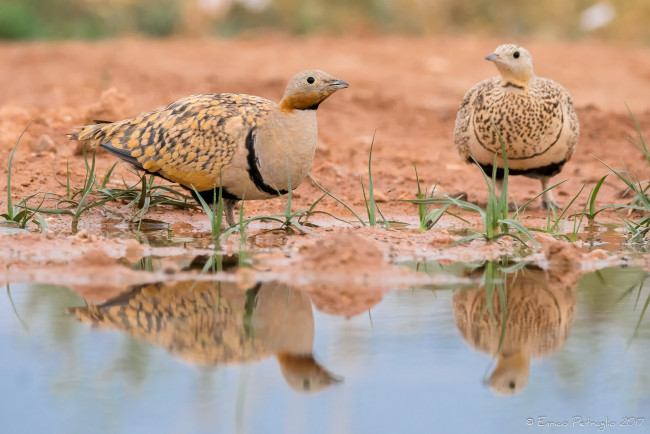 Обои картинки фото животные, птицы, перья, птица, вода, окрас