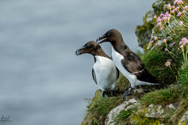 Обои картинки фото животные, птицы, птица, клюв, окрас, перья, лапки
