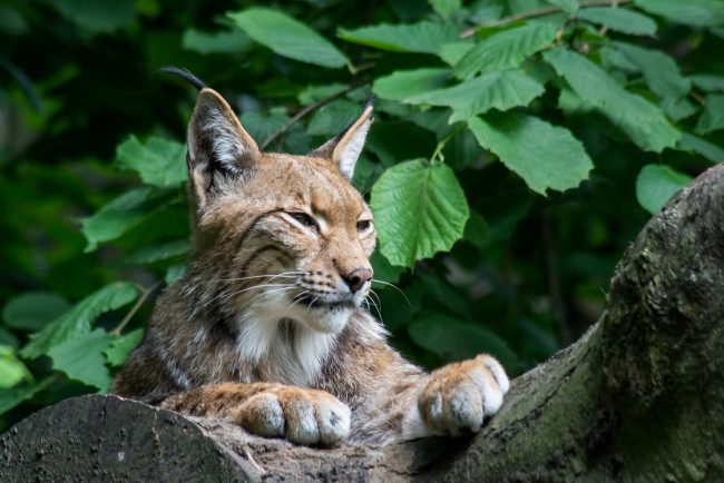 Обои картинки фото животные, рыси, взгляд, кошка, рысь