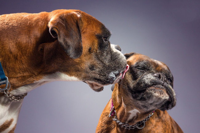 Обои картинки фото животные, собаки, песик