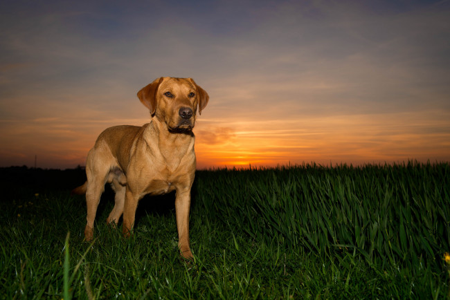 Обои картинки фото животные, собаки, песик