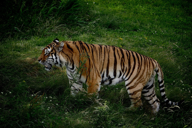 Обои картинки фото животные, тигры, хищник