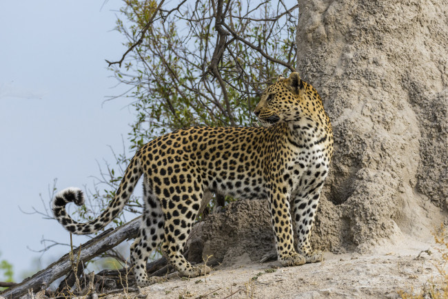 Обои картинки фото животные, Ягуары, хищник