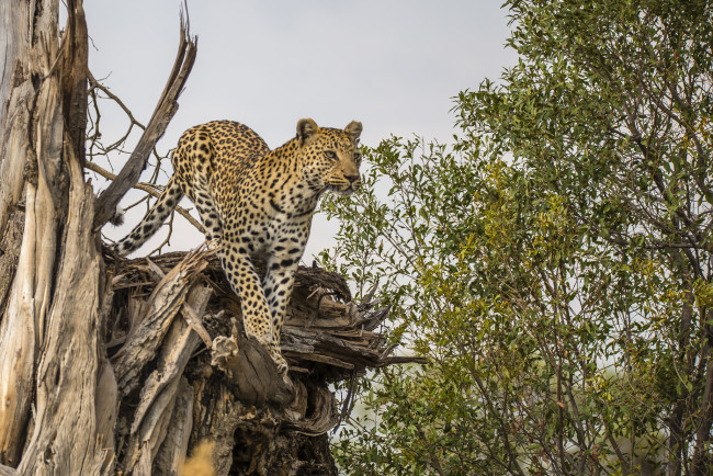 Обои картинки фото животные, Ягуары, хищник