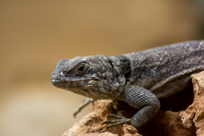 Обои картинки фото животные, Ящерицы,  игуаны,  вараны, фон, макро, лист, ящерица