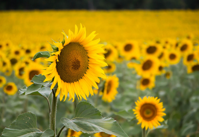 Обои картинки фото цветы, подсолнухи, подсолнух, цветки, лепестки, цветение