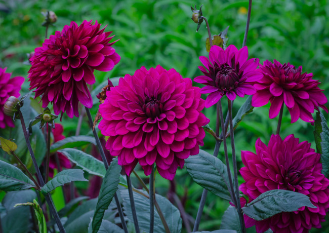 Обои картинки фото цветы, георгины, георгин, цветение, бутоны, лепестки