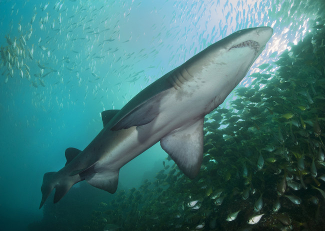 Обои картинки фото животные, акулы, хищник