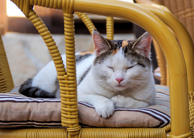 Обои картинки фото животные, коты, киса