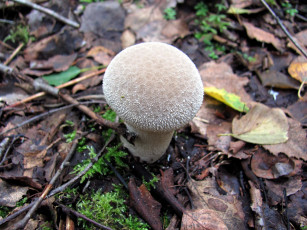 Картинка природа грибы дождевик