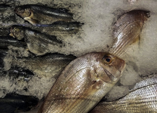 Картинка еда рыба +морепродукты +суши +роллы свежая