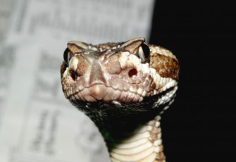 Картинка животные змеи +питоны +кобры змея