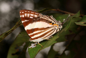 Картинка животные бабочки +мотыльки +моли макро