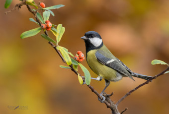 Картинка животные синицы +лазоревки синица