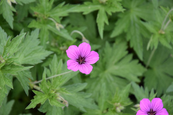 Картинка цветы бутон