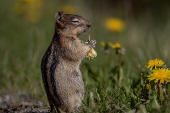 Картинка животные бурундуки одуванчики завтрак бурундук грызун боке цветы