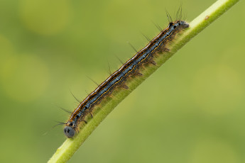 обоя животные, гусеницы, макро