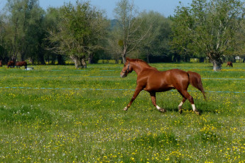 Картинка животные лошади лошадь