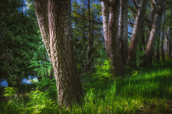 Картинка природа лес простор