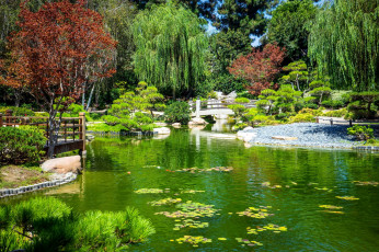 Картинка природа парк японский сад