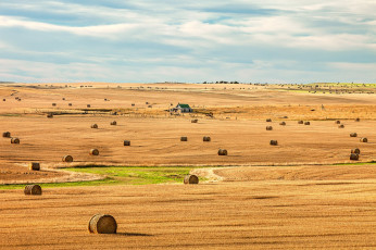 Картинка природа поля поле