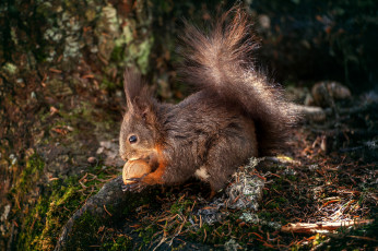 Картинка животные белки белка