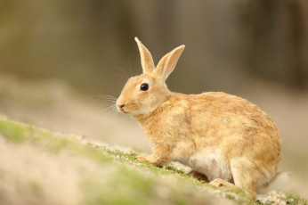 Картинка животные кролики +зайцы природа животное заяц