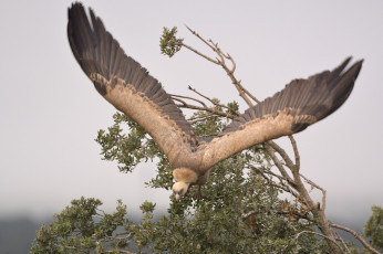Картинка животные птицы+-+хищники птица