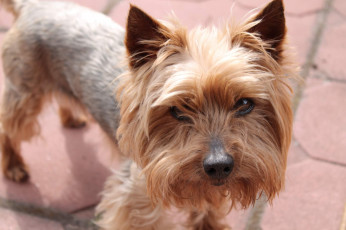 Картинка животные собаки собака йоркшир плитка