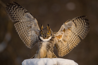 Картинка животные совы сова птица филин фон снег крылья