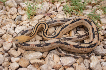 Картинка животные змеи +питоны +кобры змея