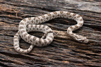 Картинка животные змеи +питоны +кобры змея