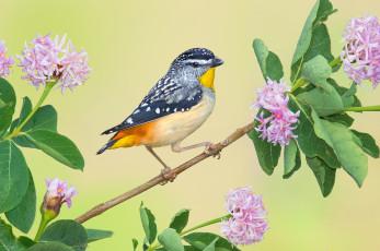 Картинка животные птицы леопардовая радужная птица цветки ветка