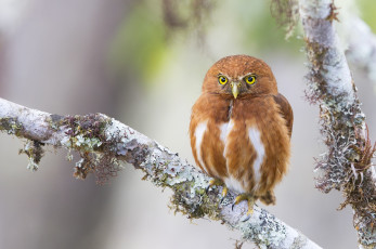 Картинка животные совы сова рыжая ветка